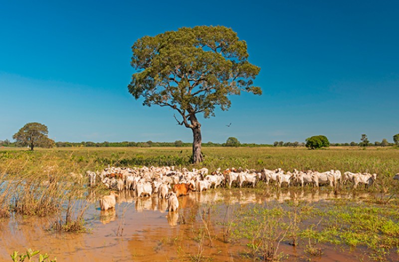 Avanço genético: Pantanal é o maior investidor em inseminação artificial do estado