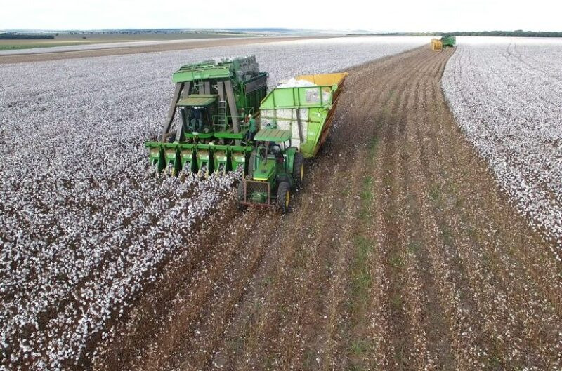 Colheita de Algodão em Mato Grosso do Sul